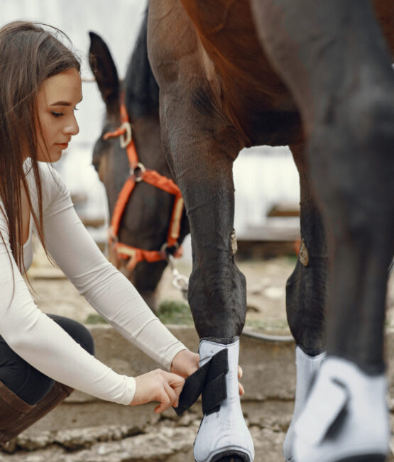 Les signes précoces des troubles digestifs chez le cheval ce que tout propriétaire doit savoir