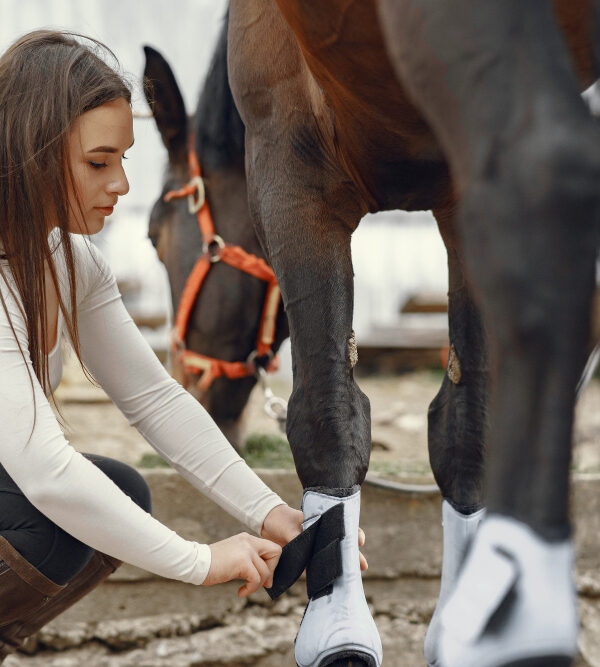 Les signes précoces des troubles digestifs chez le cheval ce que tout propriétaire doit savoir
