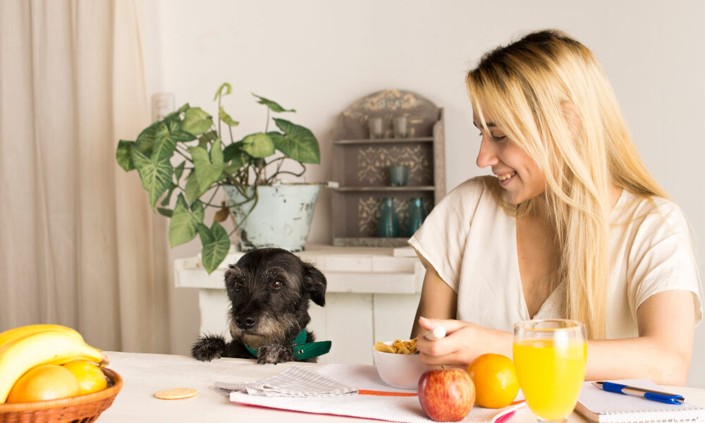 L’importance de la nutrition holistique pour la santé de votre animal de compagnie