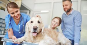 Santé humaine et animale : pourquoi la prévention vétérinaire est capitale