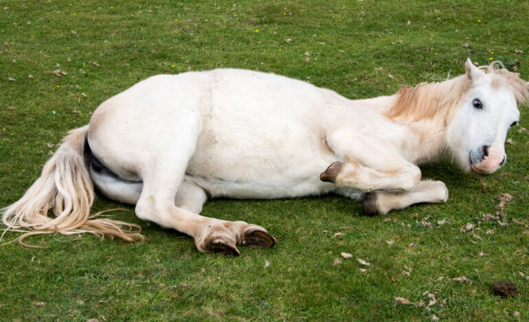 Les signes précoces des troubles digestifs chez le cheval